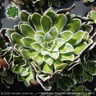 Saxifraga x churchillii bellunensis