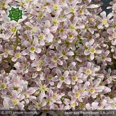 Saxifraga 'Traumfänger'