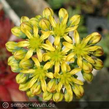 Preview: Blüte, aufgenommen am 18. Juni 2006