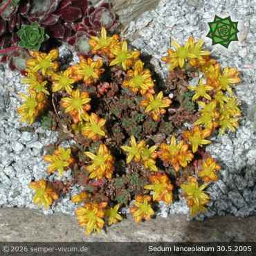 Preview: Sedum lanceolatum