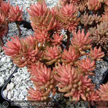 aufgenommen am 11.8.2010