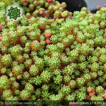 Preview: Sedum lydium