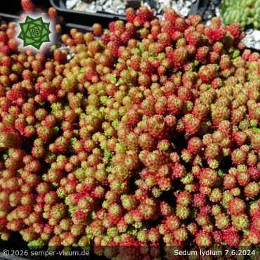 Sedum lydium