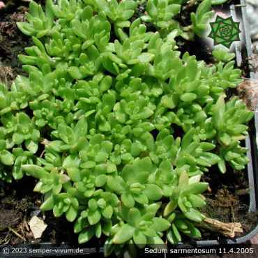 Sedum sarmentosum