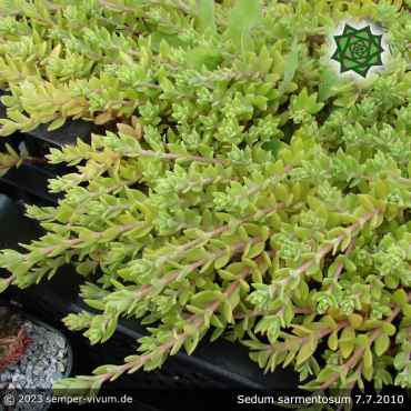 Sedum sarmentosum