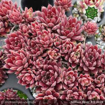 Sempervivum 'Seltrisa Feuer'