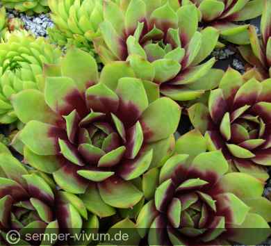 aufgenommen am 1.6.2016