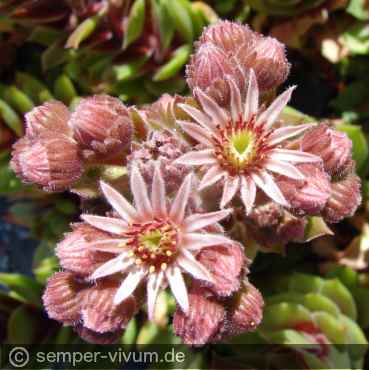 Blüte, aufgenommen am 18.6.2018