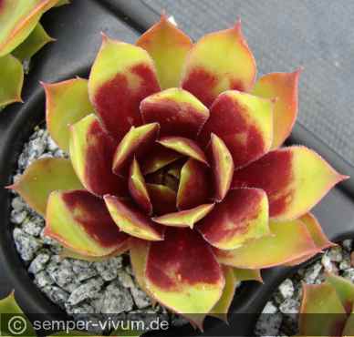 Preview: aufgenommen am 25.5.2017