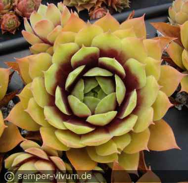 Preview: aufgenommen am 30.7.2017