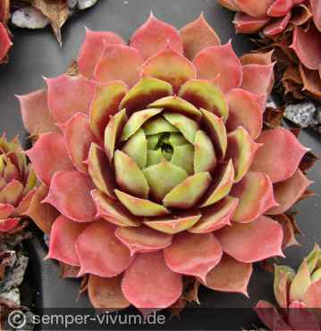 Preview: aufgenommen am 30.9.2017