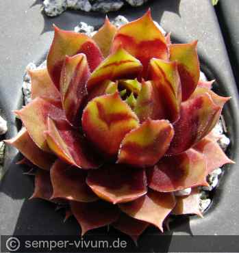 aufgenommen am 4.5.2016