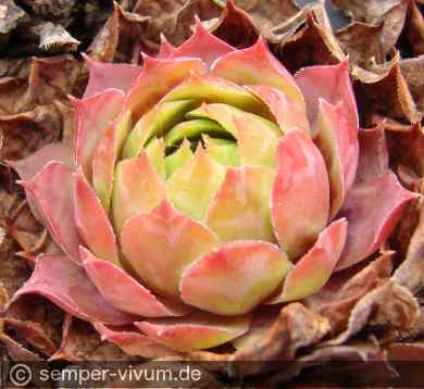 aufgenommen am 7.11.2018