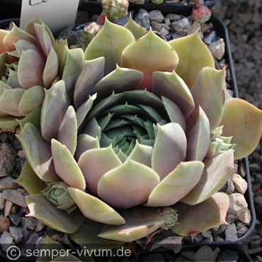 Preview: Sempervivum 'Silver Song'