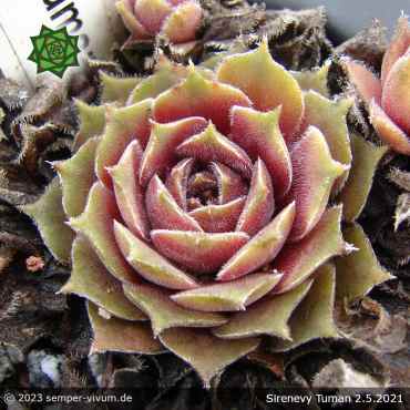 Sempervivum 'Sirenevy Tuman'