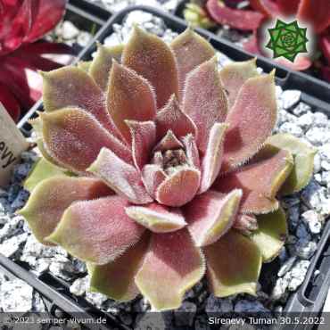 Sempervivum 'Sirenevy Tuman'