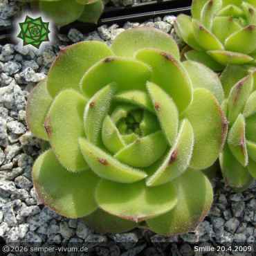 Sempervivum 'Smilie'