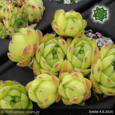 Preview: Sempervivum 'Smilie'