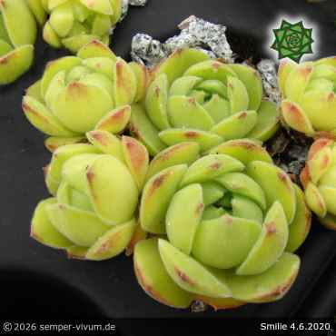 Preview: Sempervivum 'Smilie'