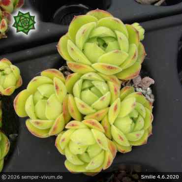 Preview: Sempervivum 'Smilie'