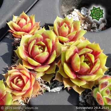 Sempervivum 'Sonnenherz'