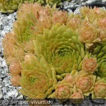 Preview: aufgenommen am 13.7.2011