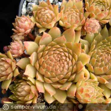 Preview: aufgenommen am 24.6.2012