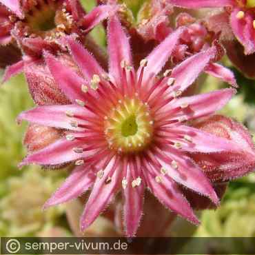 Preview: Blüte, aufgenommen am 4.6.2018