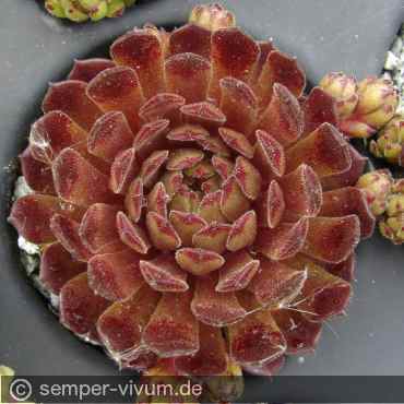 Preview: aufgenommen am 13.5.2017