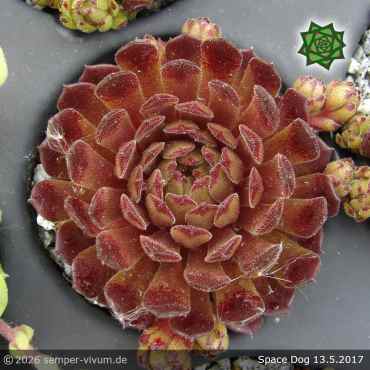 Sempervivum 'Space Dog'