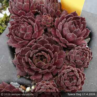 Sempervivum 'Space Dog'