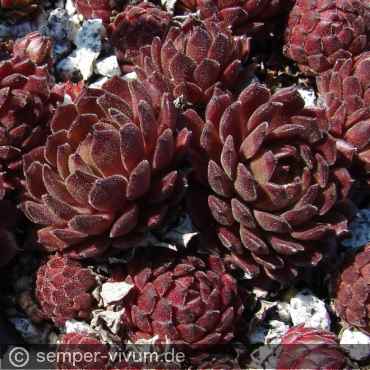 aufgenommen am 8.4.2011