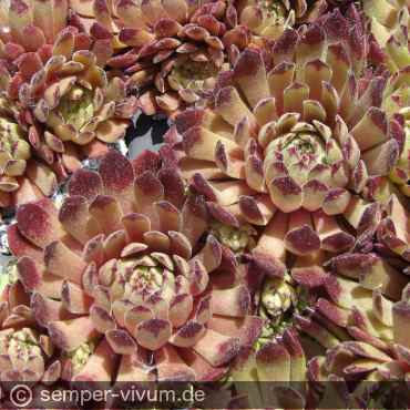 Preview: aufgenommen am 8.6.2013