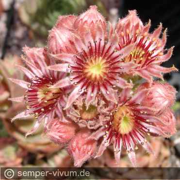 Sempervivum 'State Fair'