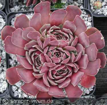 aufgenommen am 21.7.2005