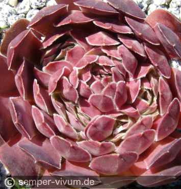 Preview: aufgenommen am 24.6.2007