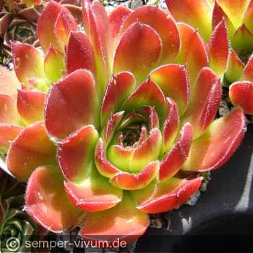 aufgenommen am 6.6.2014