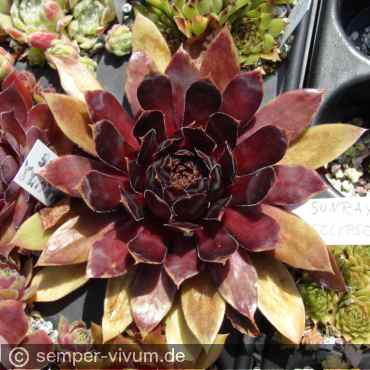 aufgenommen am 29.6.2015