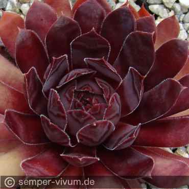 aufgenommen am 5.8.2017