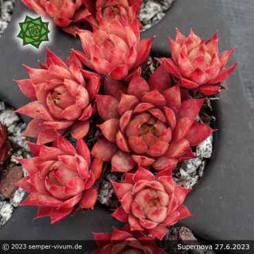 Sempervivum 'Supernova'
