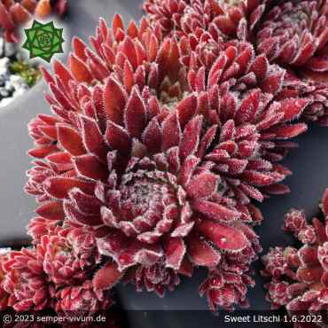 Sempervivum 'Sweet Litschi'