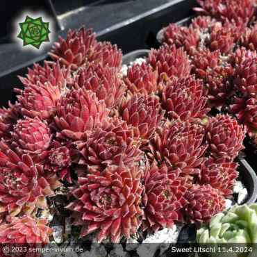 Sempervivum 'Sweet Litschi'