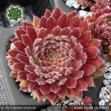 Sempervivum 'Sweet Litschi'