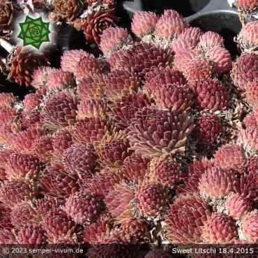 Preview: Sempervivum 'Sweet Litschi'