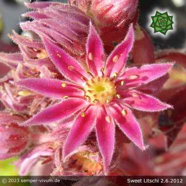 Preview: Sempervivum 'Sweet Litschi'