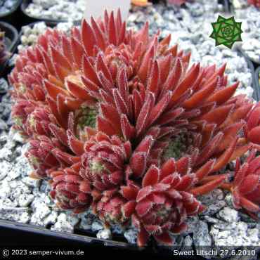 Sempervivum 'Sweet Litschi'