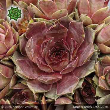 Sempervivum 'Tanja's Teddy'
