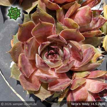 Sempervivum 'Tanja's Teddy'