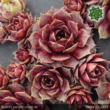 Sempervivum 'Tarita'