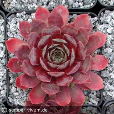 Sempervivum 'Tarita'
